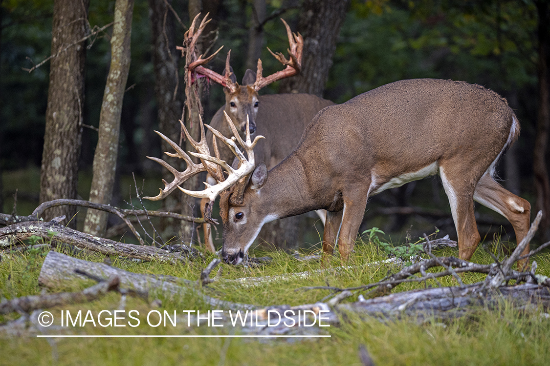 White-tailed bucks in field.