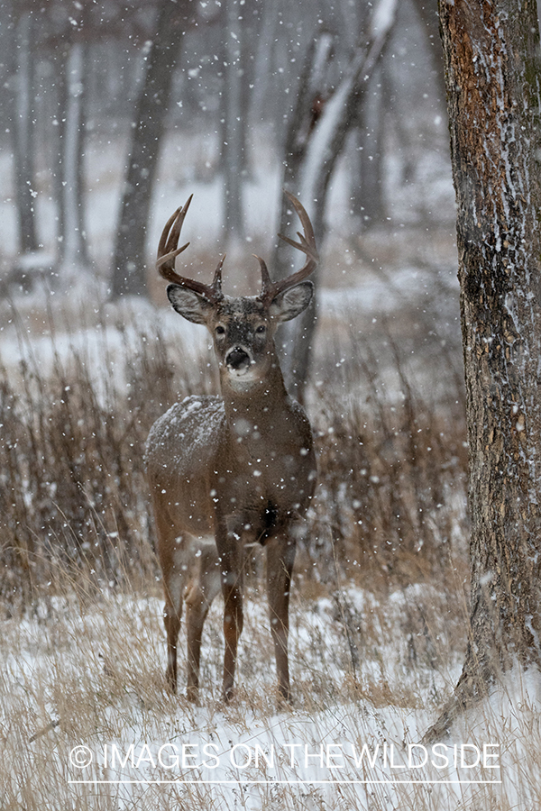 White-tailed buck in habitat.