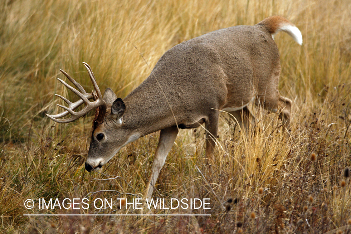 White-tailed deer in habitat