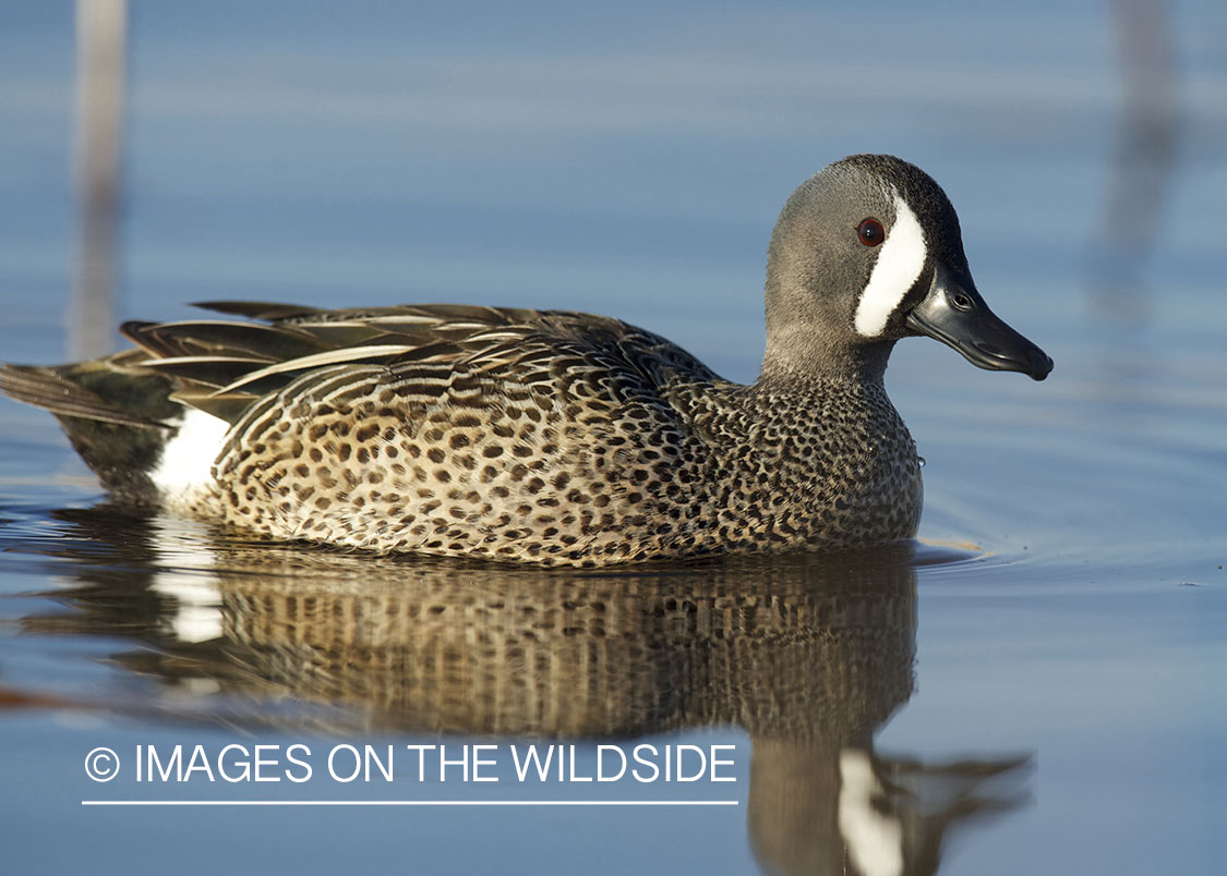 Blue-winged Teal in habitat.