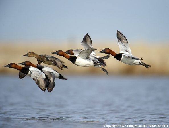 Canvasback flock in flight. 