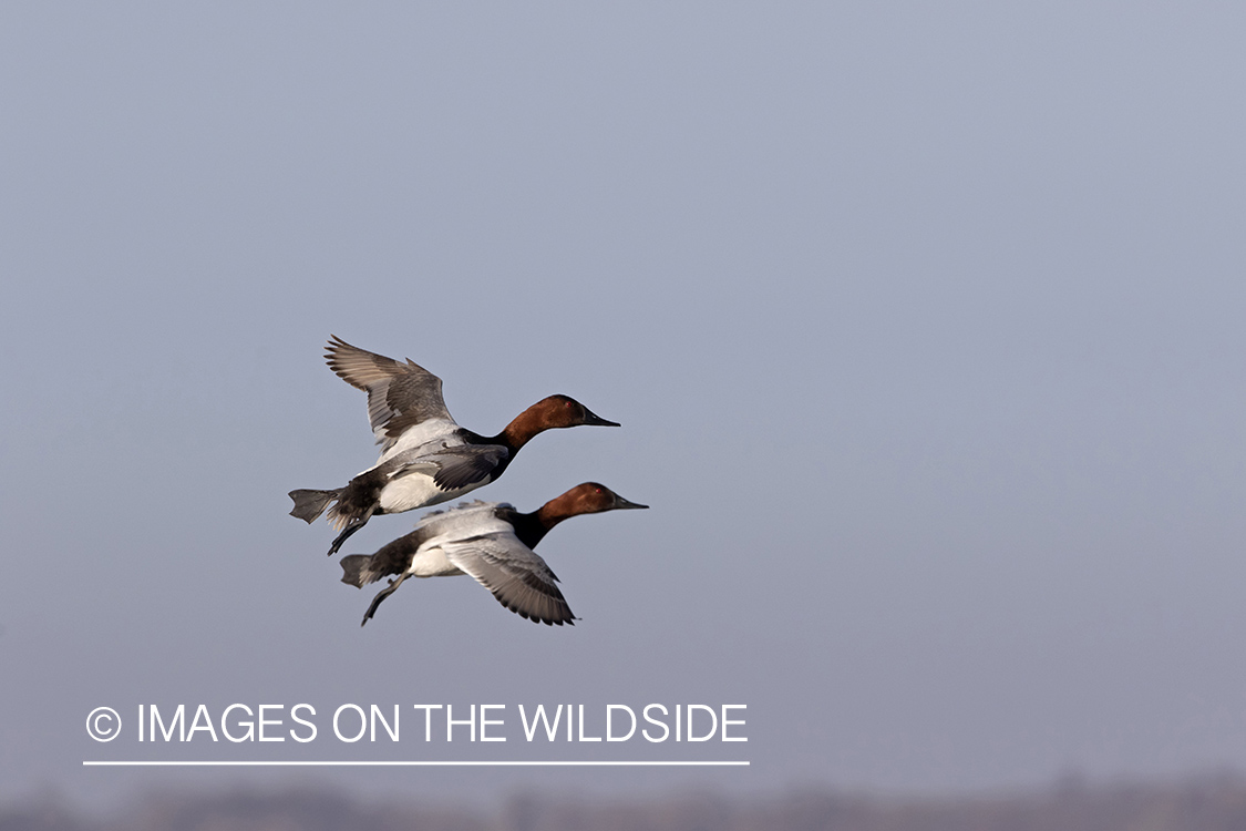 Canvasbacks in flight.