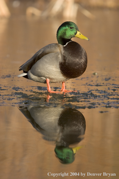 Mallard drake on ice.