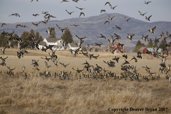 Mallard flock