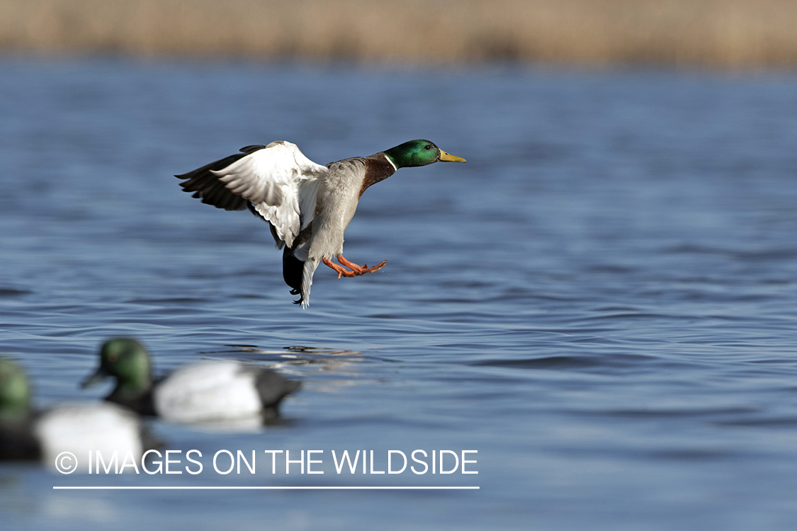 Mallard drake in flight.