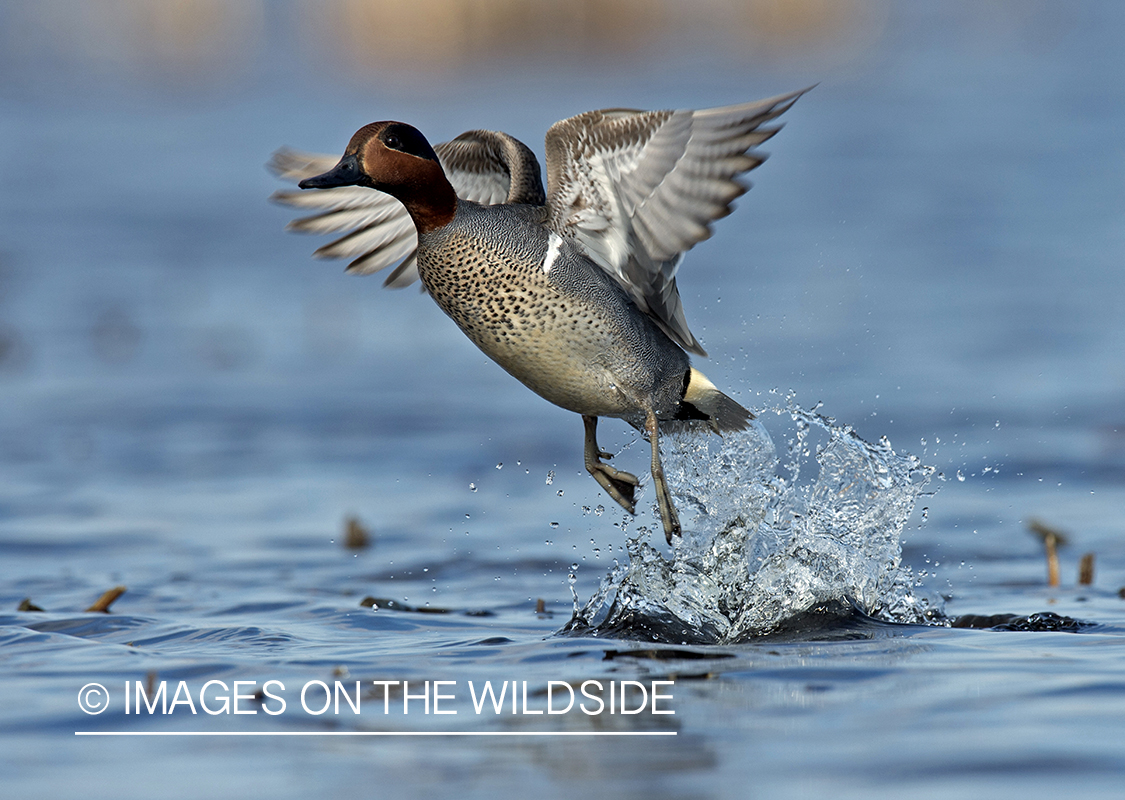 Green-winged Teal in flight.