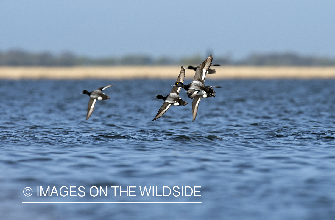 Lesser Scaup in flight.