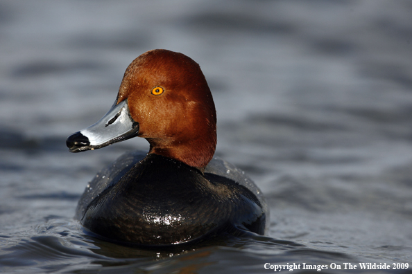 Redhead Drake