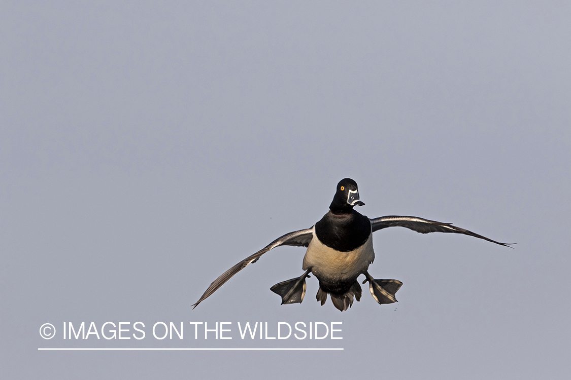 Ring-necked duck in flight.