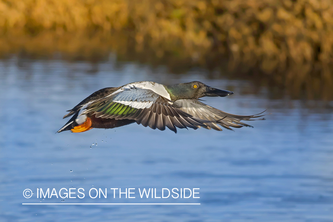 Shoveler in flight.