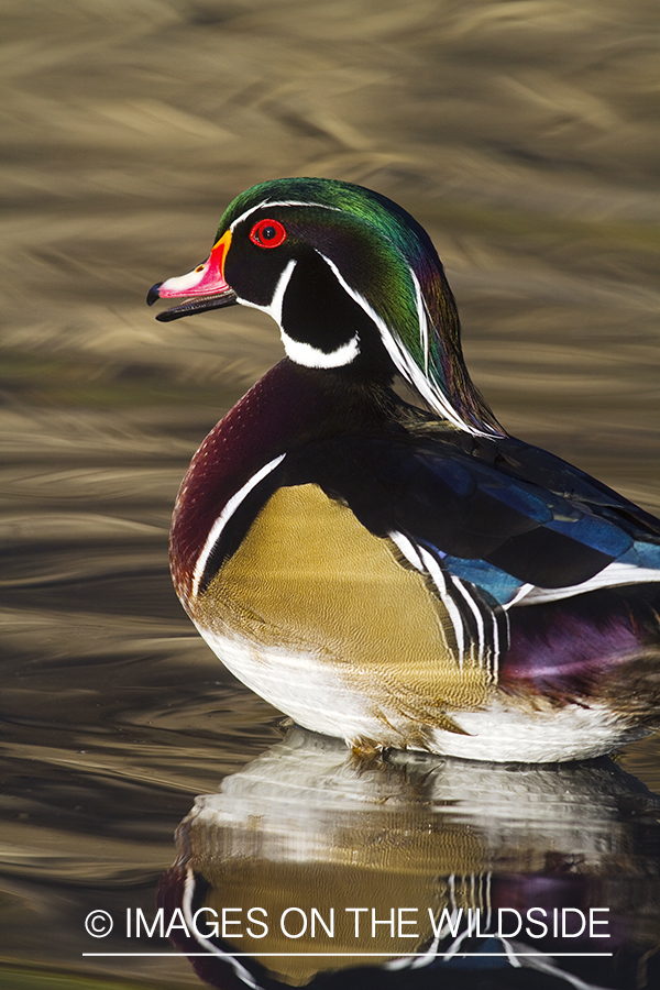 Wood Duck drake in habitat. 