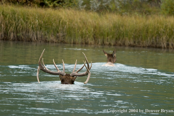 Rocky Mountain bull and cow elk crossing river.