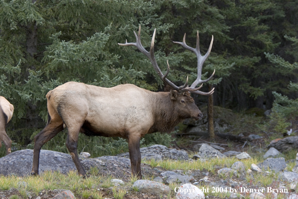 Rocky Mountain bull elk in habitat.