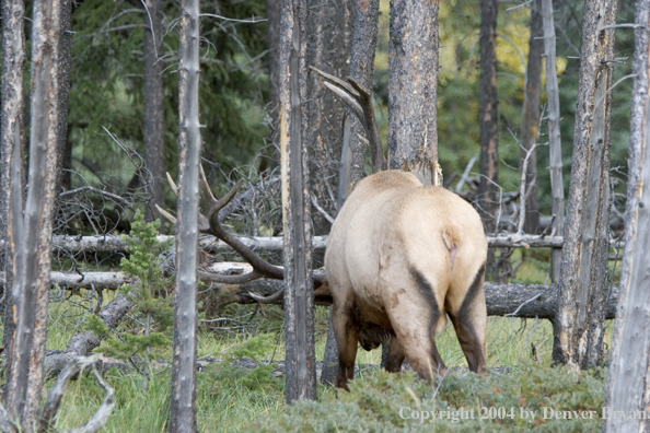 Rocky Mountain bull elk scraping tree.