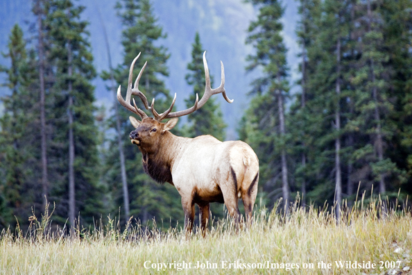 Elk in habitat