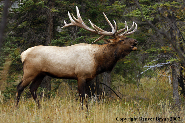 Rocky Mountain Elk bugling