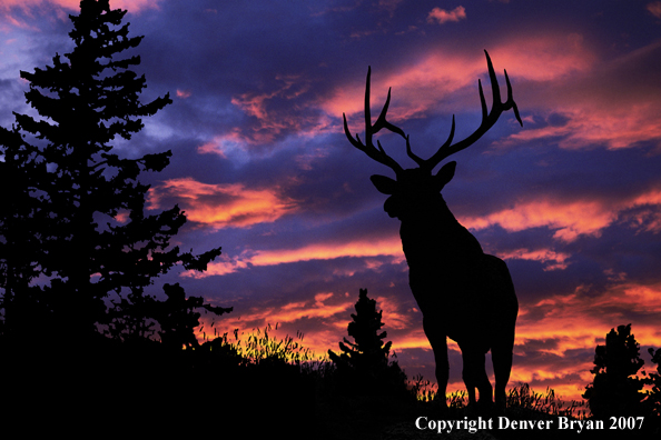 Rocky Mountain Elk silhouette