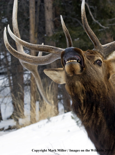 Rocky Mountain Elk in habitat