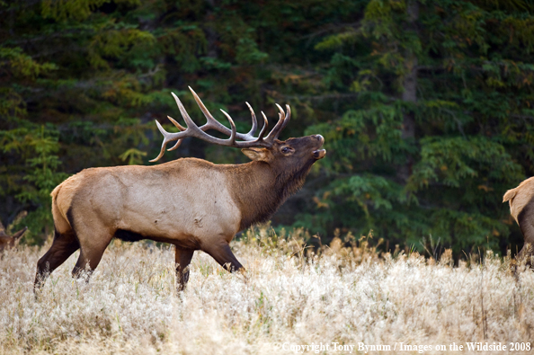 Bull Elk in field