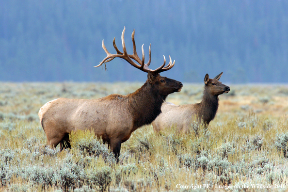 Rocky Mountain bull elk with cow. 