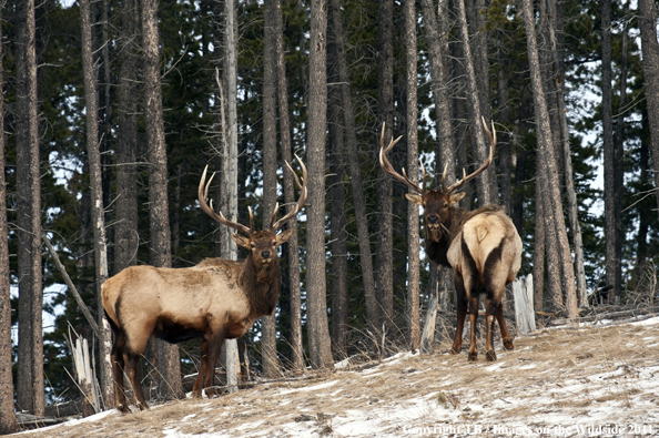 Rocky Mountain elk in habitat. 