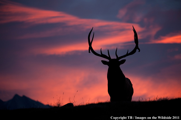 Rocky Mountain bull elk at sunset. 