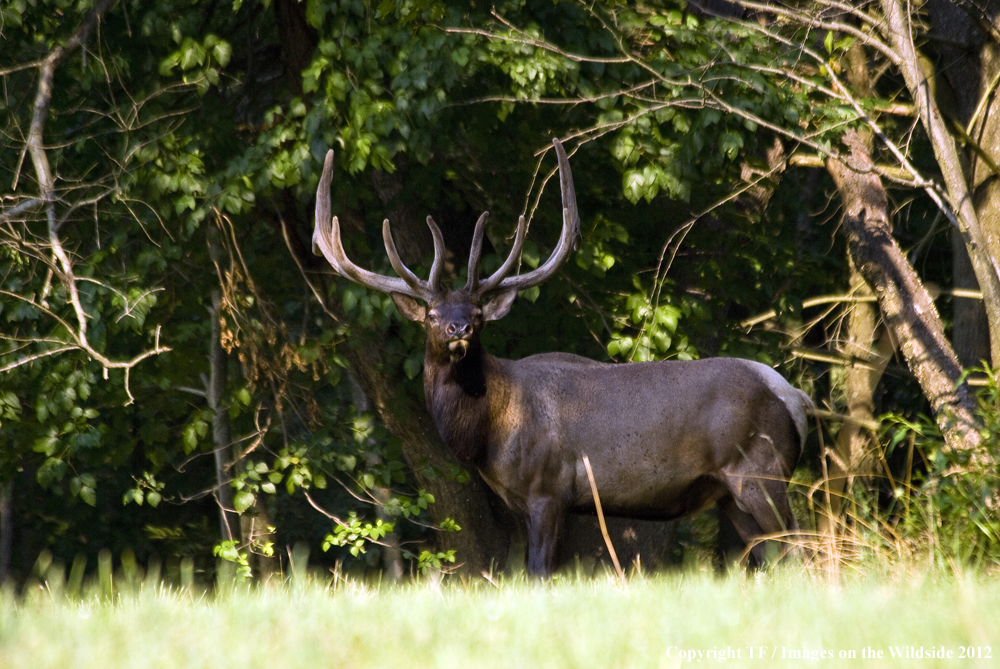 Rock Mountain Elk in habitat. 