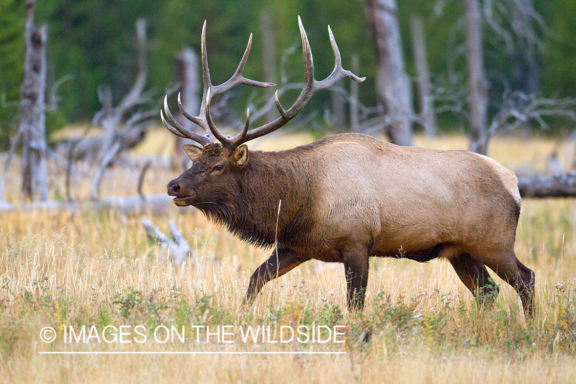 Rocky Mountain Elk in habitat.