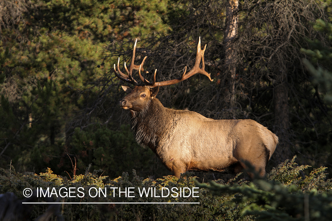 Rocky Mountain Bull Elk in habitat.