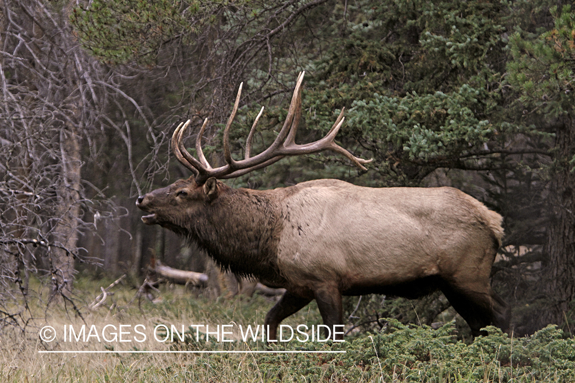 Rocky Mountain Bull Elk bugling in habitat.