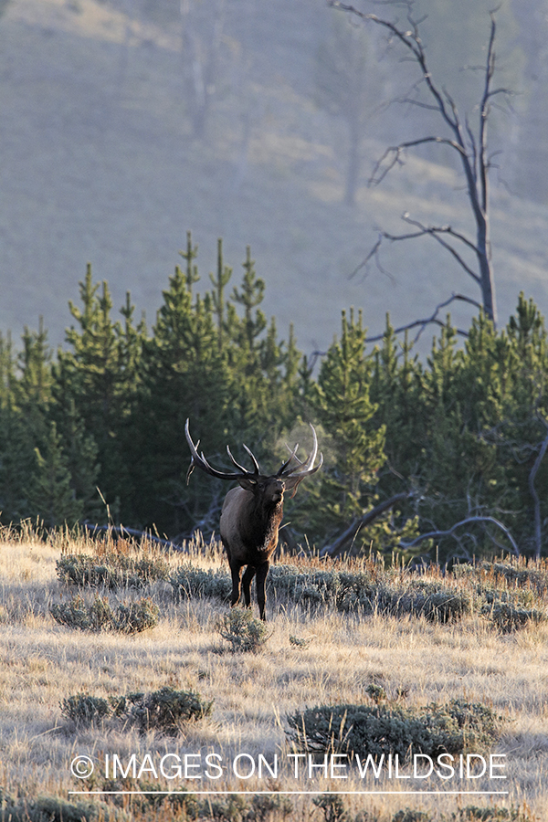 Rocky Mountain Bull Elk bugling in habitat.