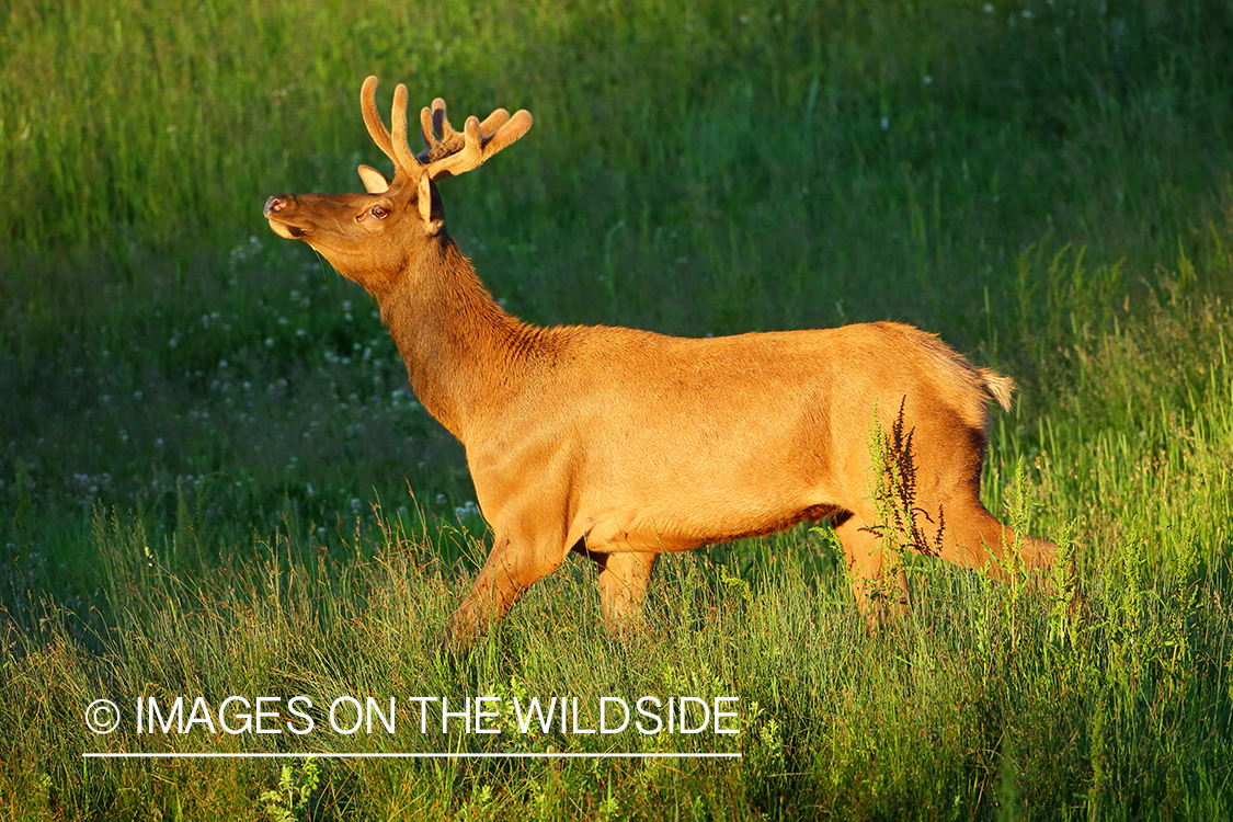 Bull Elk in velvet.