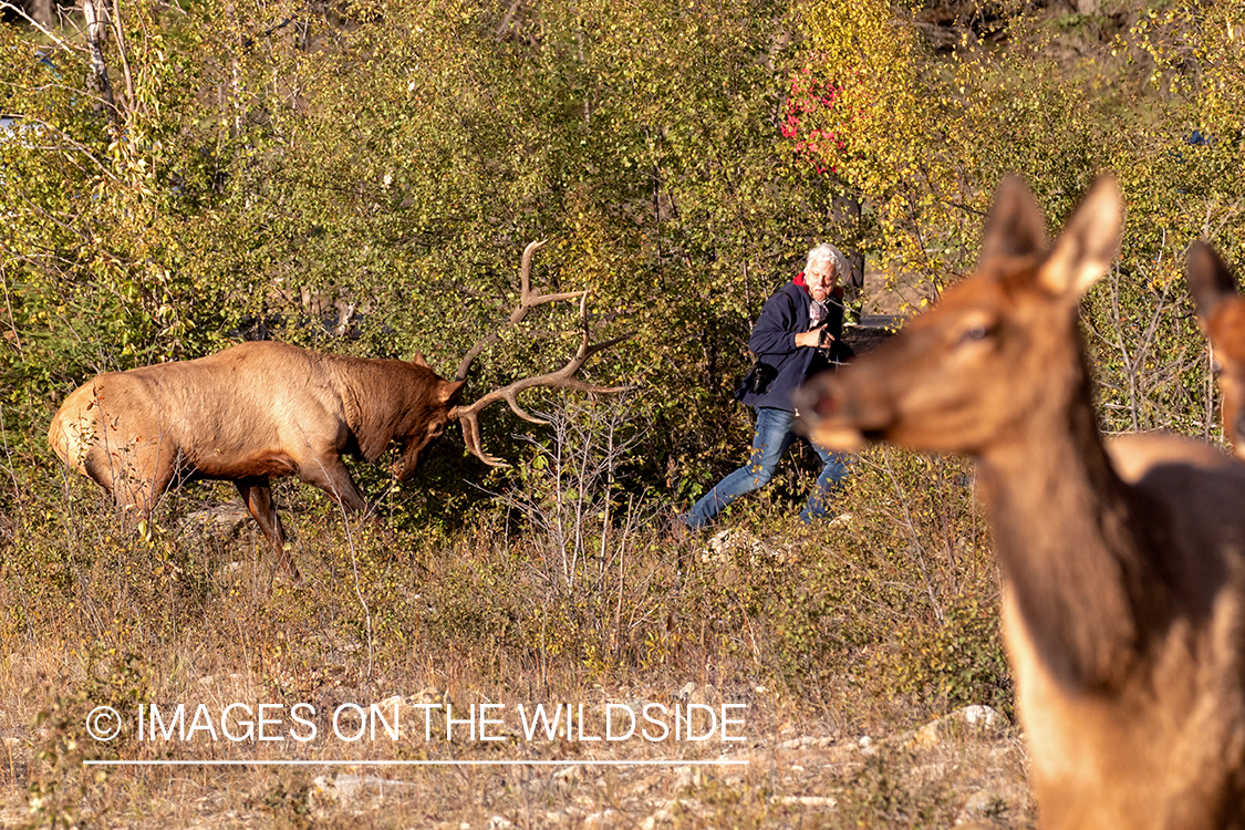 Bull elk charging at man.