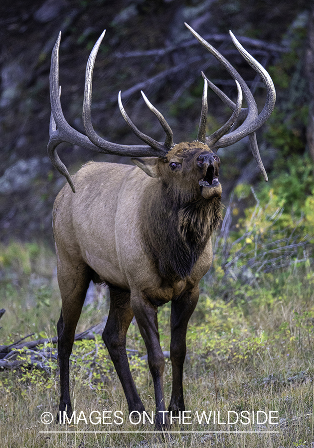 Bull elk bugling.