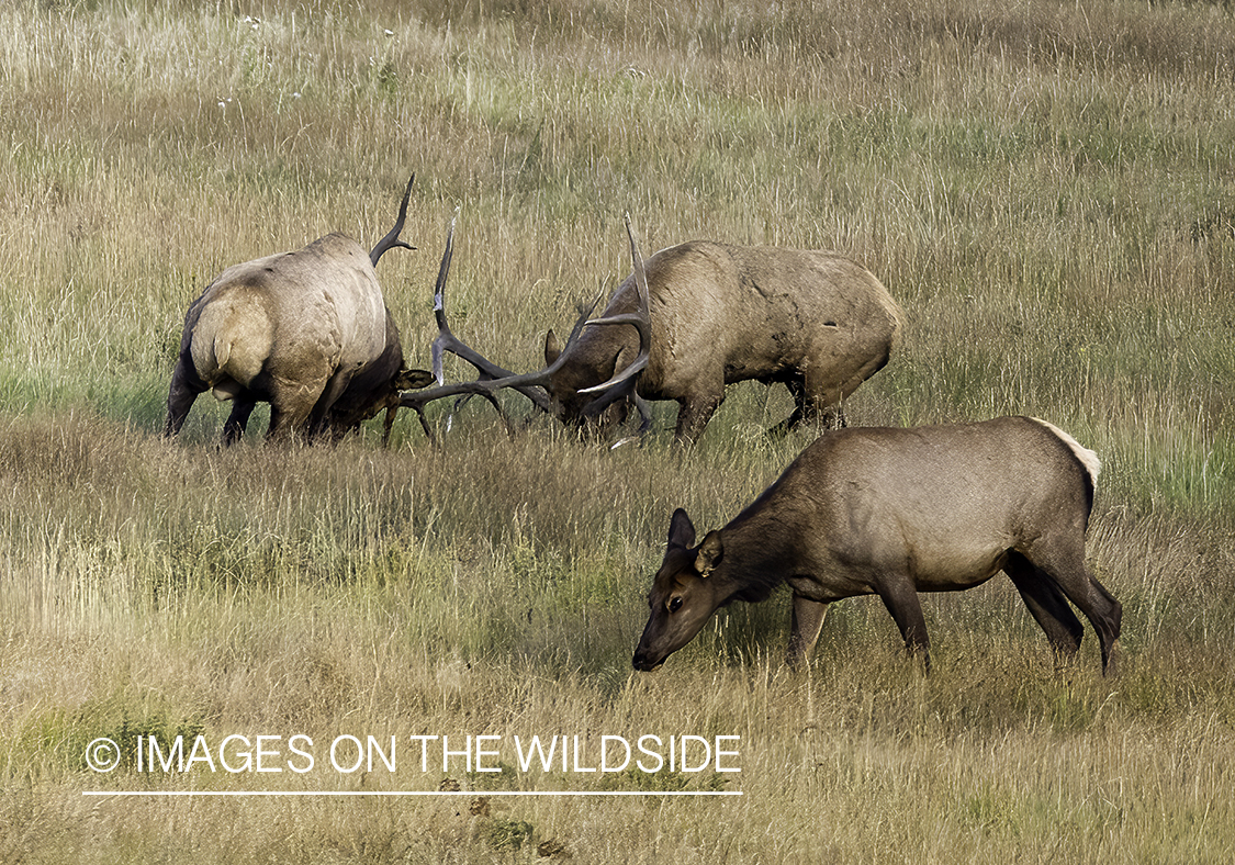 Bull elk fighting.