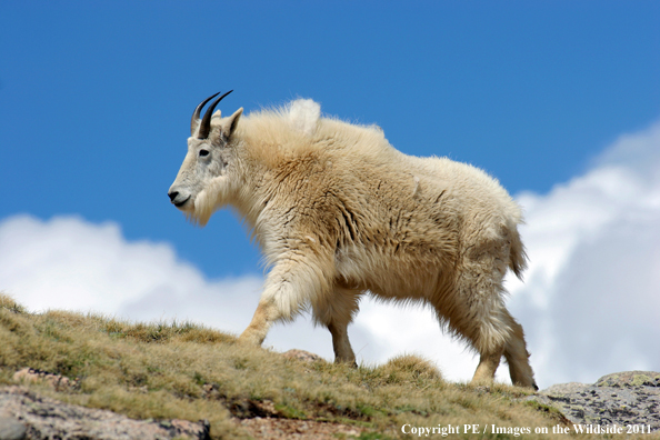 Mountian goat in habitat. 