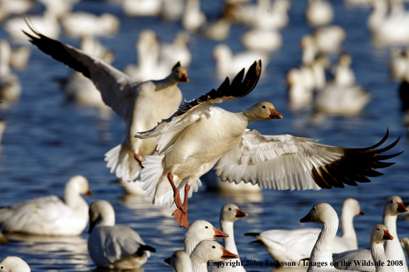 Snow geese in habitat.