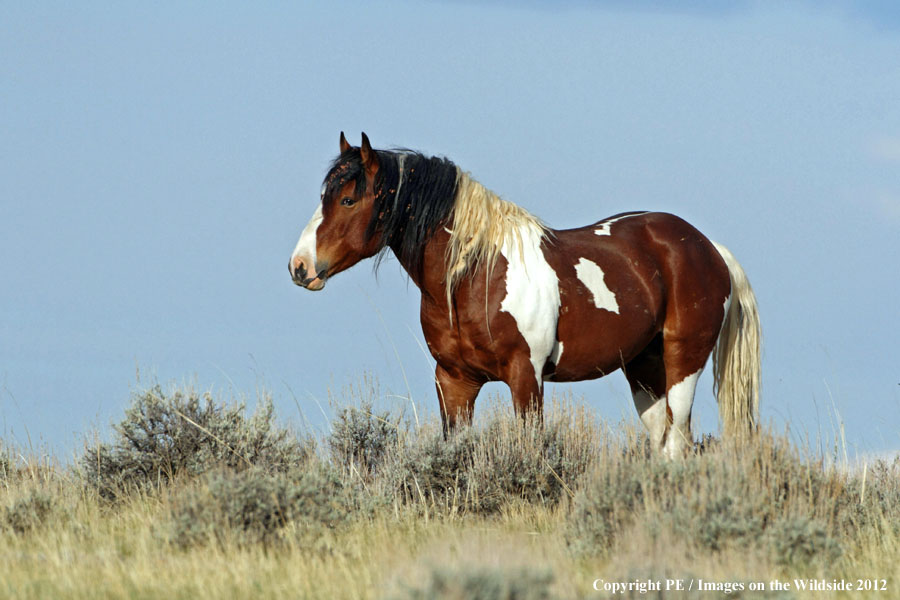 WIld Horse in habitat.