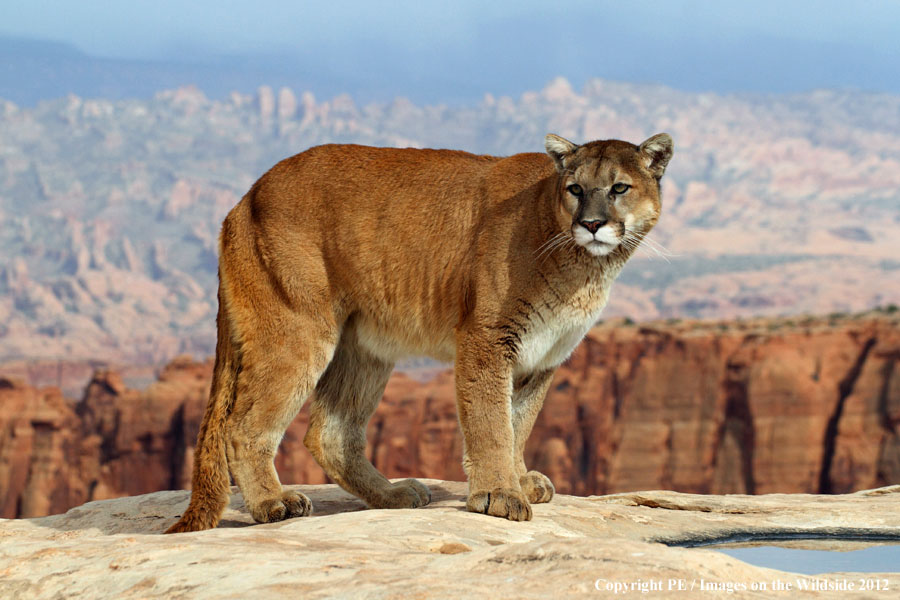 Mountain Lion in habitat.