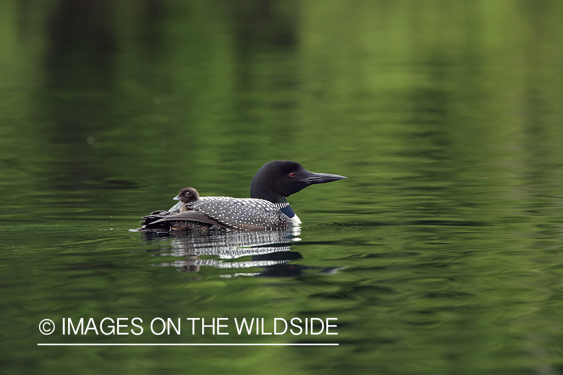 Loon carrying her chicks.