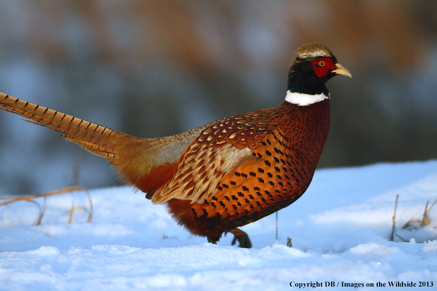 Ring-necked pheasant in field.