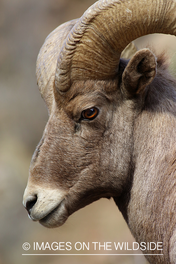 Rocky mountain bighorn sheep ram in habitat.