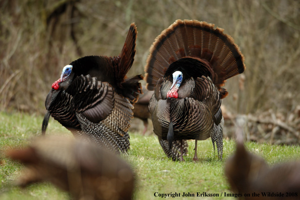 Eastern Wild Turkeys