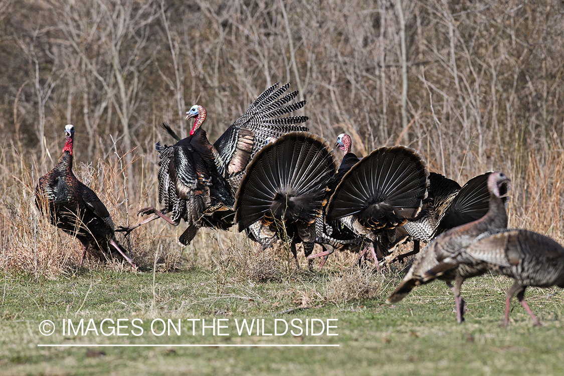 Eastern Wild Turkey toms fighting in habitat.