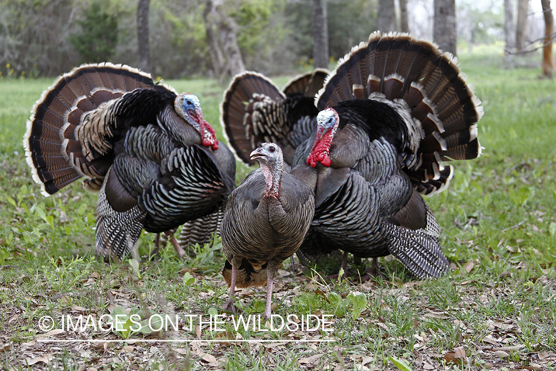 Rio grande turkey gobblers attending hen during spring.