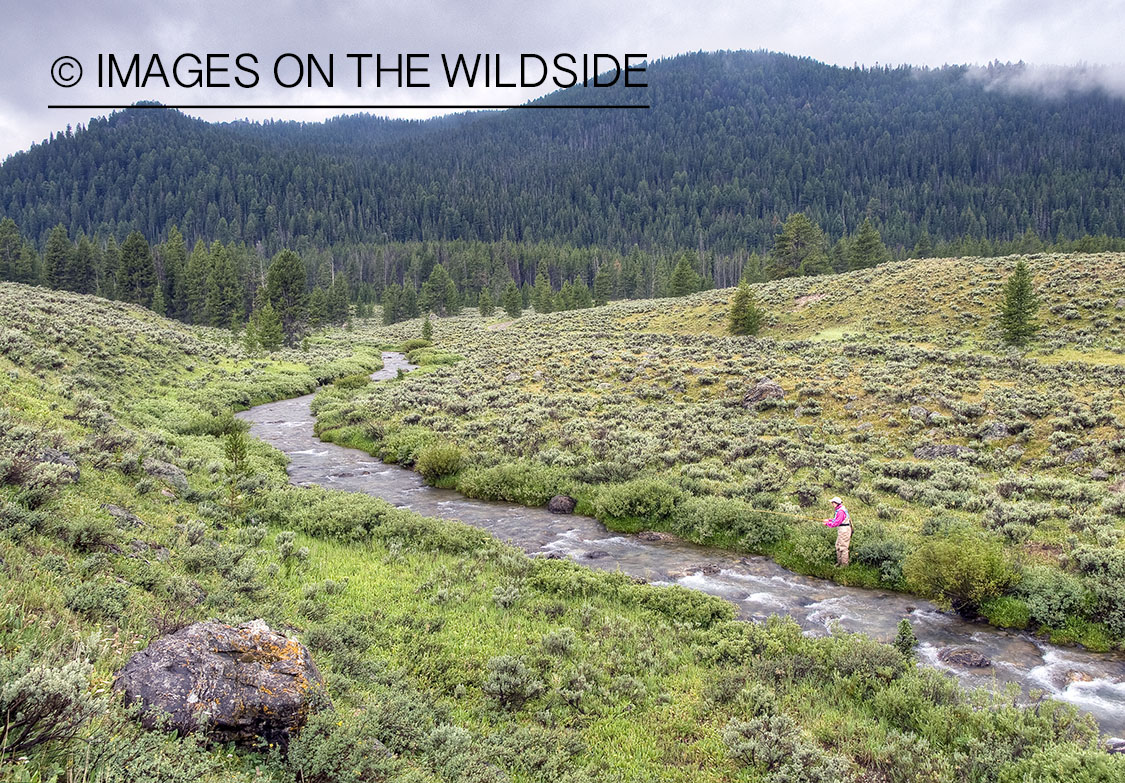 Flyfishing on Bacon Rind Creek, Yellowstone National Park. 