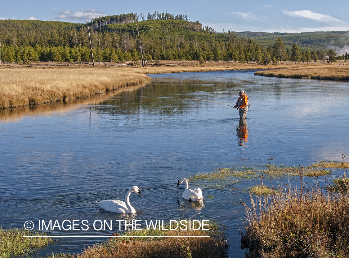 Flyfisherman on Firehole River in Yellowstone with swans.