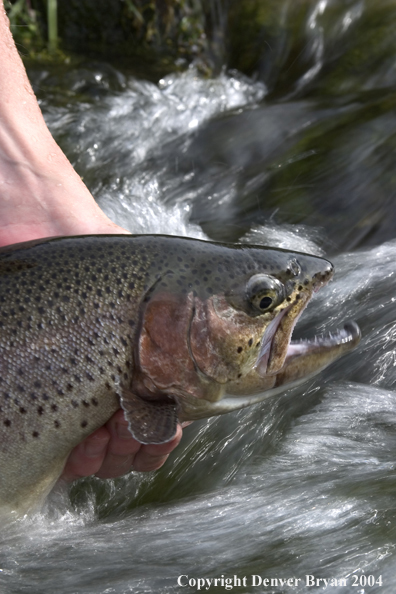 Close-up of Rainbow trout being released.