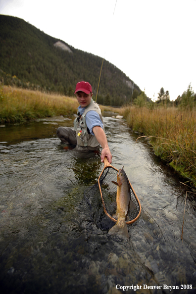 Flyfisherman Landing Cutthroat Trout