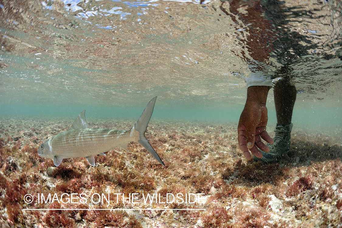 Flyfisherman releasing bonefish.